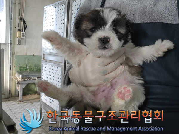 한국동물구조관리협회_441560202401379